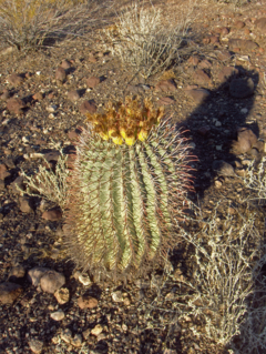 Archivo:Arizona-Barrel-Cactus-2 (4568690626)