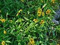 Arnica chamissonis 01