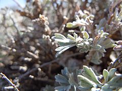 Archivo:Artemisia bigelovii — Matt Lavin 015