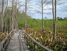 Archivo:Audubon Society Corkscrew Swamp Sanctuary