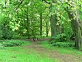 Avenue Wood, Temple Newsam - geograph.org.uk - 180251