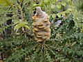 Banksia grandis margaret river2 email