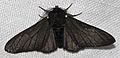 Biston.betularia.f.carbonaria.7209