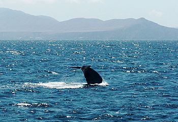 Archivo:Blue whale tail fluke