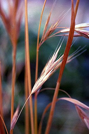 Archivo:Bromus carinatus NRCS-1