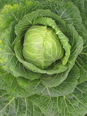 Archivo:Cabbage - Indian Botanic Garden - Howrah 2012-01-29 1738