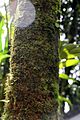 Calyptronoma plumeriana 0zz