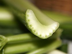 Archivo:Celery cross section