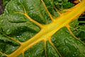 Chard2