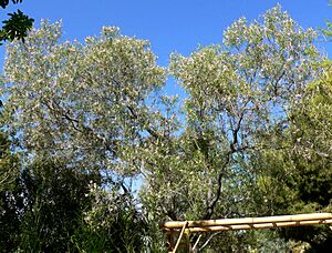 Archivo:Chilopsis linearis form