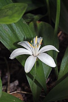 Clintonia uniflora 9062.JPG