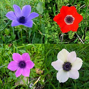 Archivo:Colorful-Anemone-coronaria-Zachi-Evenor