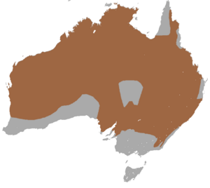 Archivo:Common Wallaroo area