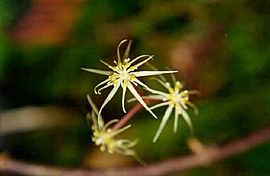 Coptis occidentalis.jpg