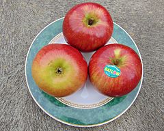 Cripps Red (Sundownder) apples, a label showing.jpg