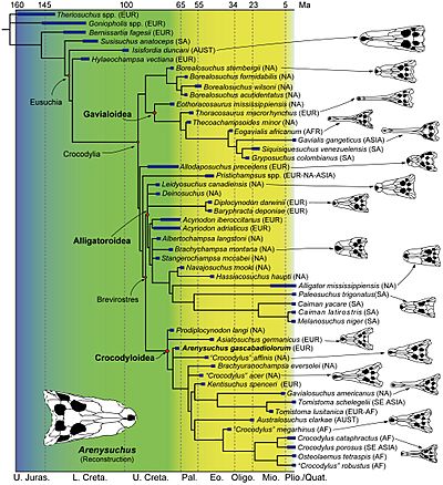 Archivo:Crocodyloidea