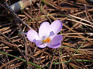 Archivo:Crocus serotinus clusii flower