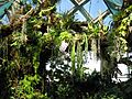 Denver botanic orchid