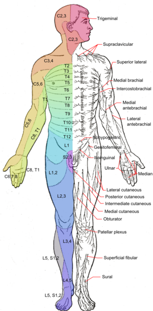 Archivo:Dermatomes and cutaneous nerves - anterior
