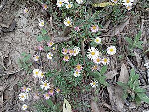 Archivo:Erigeron karvinskianus (Asteraceae), marimonia