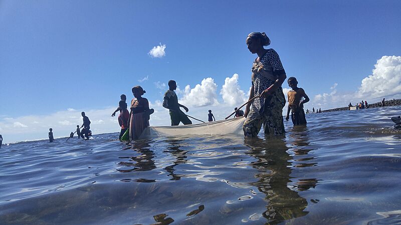 Fish Harvest