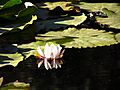 Flor del Loto, Parque Saval, Valdivia. - panoramio
