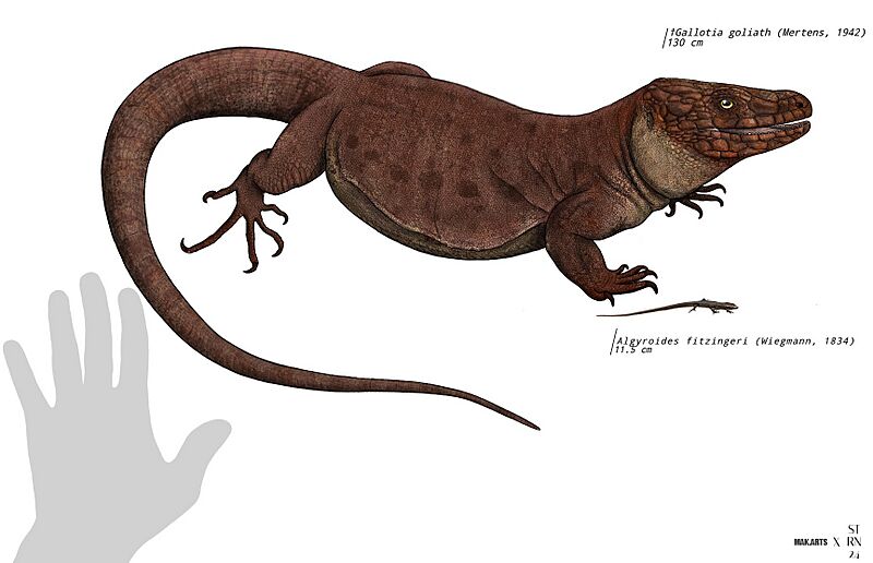 Gallotia goliath reconstruction