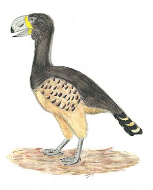 Archivo:Gastornis giganteus restoration