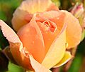 Gelb weiße Rosen (26971971003)