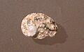 Haliotis unilateralis 002