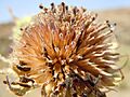 Helianthus annuus (6463165497)