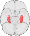 Hippocampus