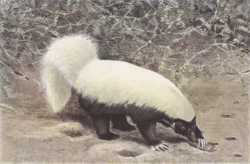 Archivo:Hog-nosed-skunk