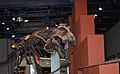 Ibaraki Nature Museum's Tyrannosaurus rex
