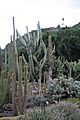 Jardín Botánico Canario, Jardín de Cactus y Suculentas