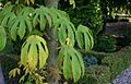 Kalopanax-pictus-leaves2