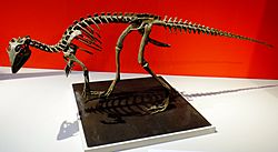 Archivo:Kulindadromeus skeleton