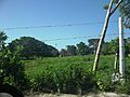 Kuncheilá (Tekal de Venegas), Yucatán (02)