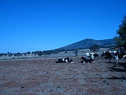 Archivo:La Lagunita Vacas