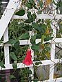 Lapageria rosea2