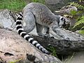Lemur catta2