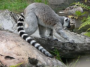 Archivo:Lemur catta2