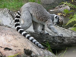 Lemur catta2.jpg