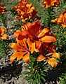 Lilium cultivar 2010 G1