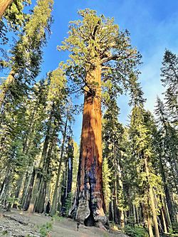 Archivo:Lincoln Tree in Sequoia National Park, California - June 2022