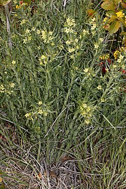 Lithospermum ruderale 4162.JPG