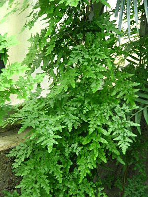 El helecho trepador, Lygodium, el ejemplo de plantas con raquis guiador.