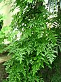 Lyg scandens