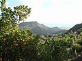 Madroño, Desierto de Las Palmas
