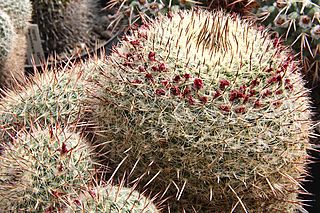 Mammillaria guerreronis pm.jpg